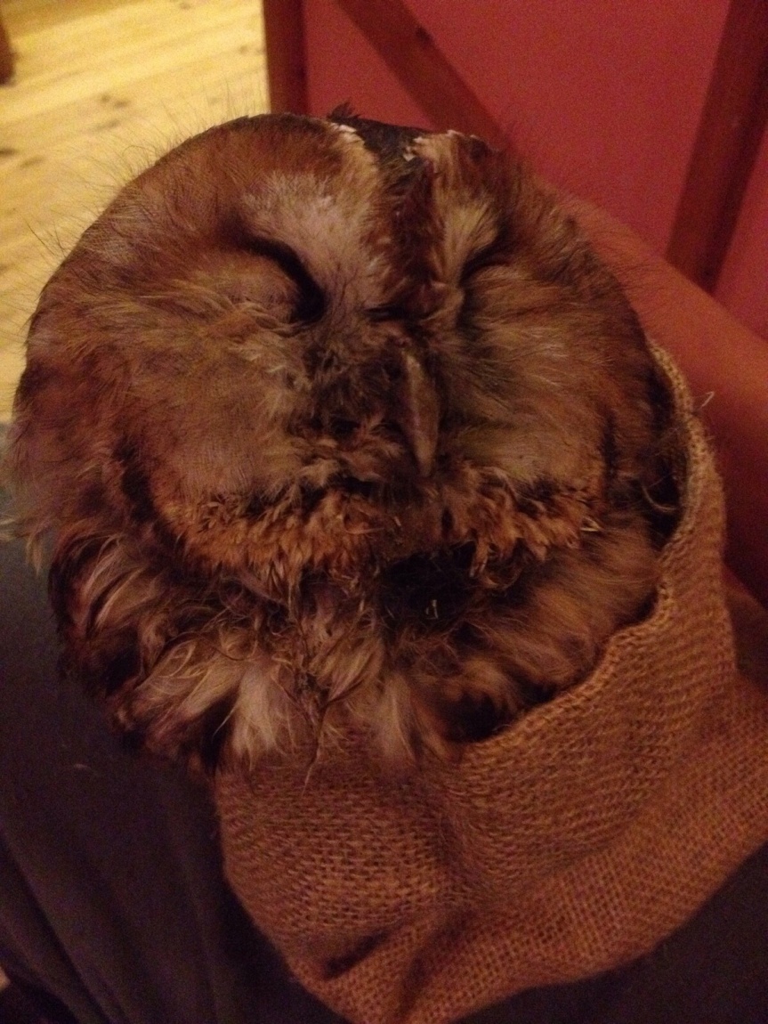Errol The Very Lucky Owl