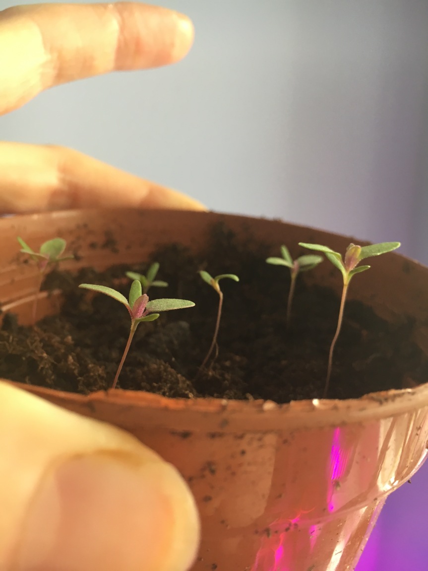 Seedlings and Grow Lamps